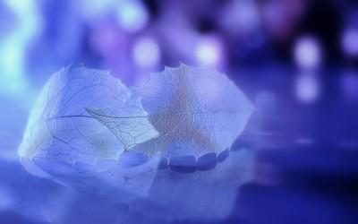 秘语app 百度 秘语app 百度